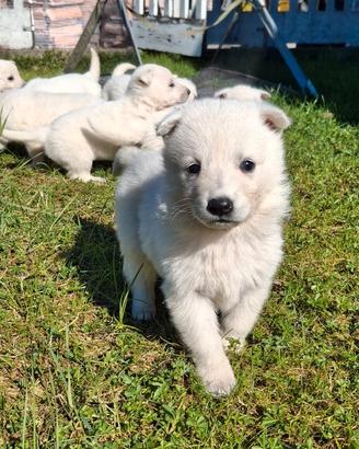 Cucciolo pastore svizzero