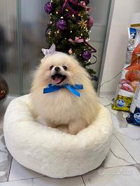 BATUFFOLO spitz PEDIGREE Pomerania TOY cucciolo