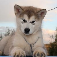 Cucciolo Alaskan Malamute