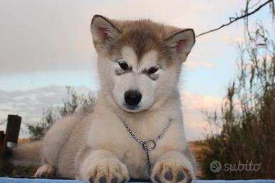 Cucciolo Alaskan Malamute