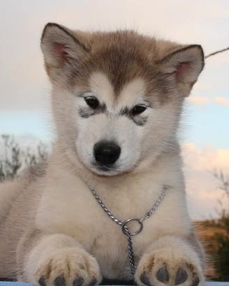 Cucciolo Alaskan Malamute