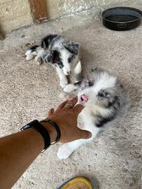Cuccioli Border collie blu merle