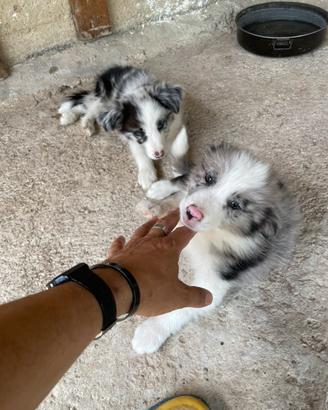 Cuccioli Border collie blu merle