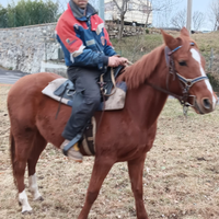 Cavalla