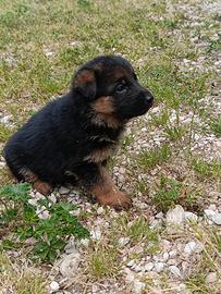 Cuccioli pastore tedesco