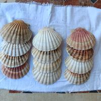 conchiglia del pellegrino