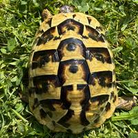 Tartarugha di terra Tesduto Hermanni