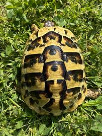 Tartarugha di terra Tesduto Hermanni