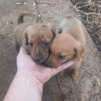 Segugio maremmano tigrato