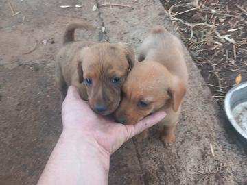 Segugio maremmano tigrato