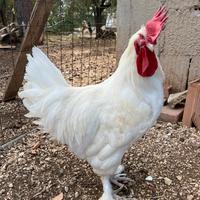 Galline Marans e Araucana