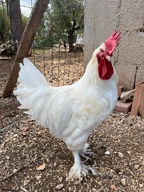 Galline Marans e Araucana