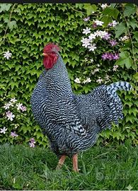 Gallo Amrock