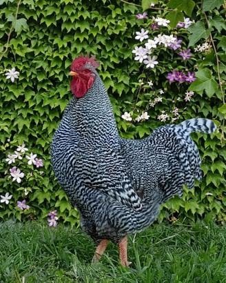 Gallo Amrock