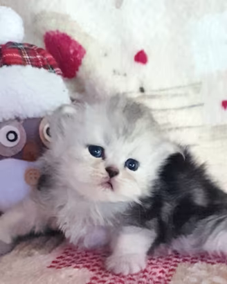 Gatto persiano cucciolo