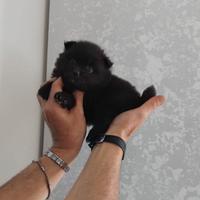 Cucciola Spitz nano