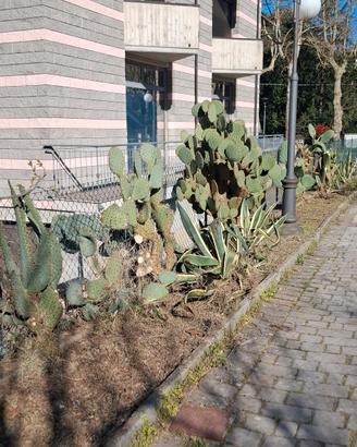 Fichi d'india [opuntie] vari