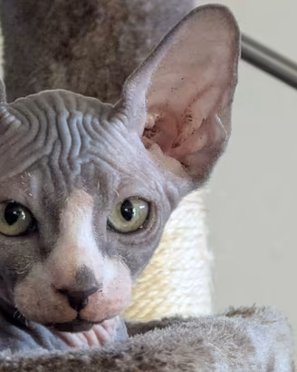 Garto Sphynx
