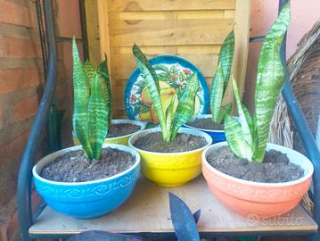 Sansevieria (lingua della suocera)