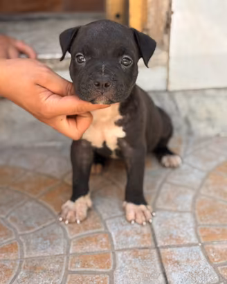 Cuccioli di pitbull