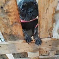 Bulldog francese