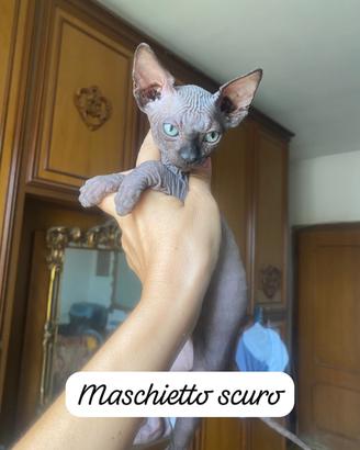 Gattini Sphynx