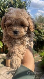 Maltipoo