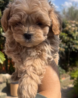 Maltipoo