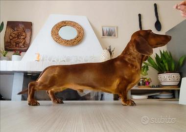 Bassotto nano arlecchino fulvo per monta