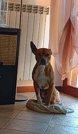 Amstaff maschio - American Stafforshire