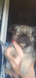 Chihuahua