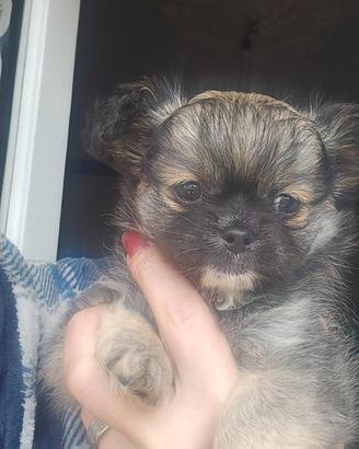 Chihuahua