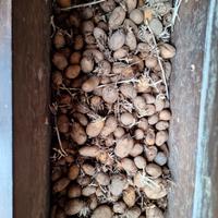 PATATE DA SEMINA VIOLA E BIANCHE