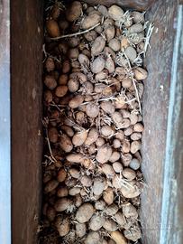 PATATE DA SEMINA VIOLA E BIANCHE