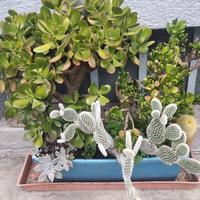 composizione piante grasse