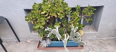 composizione piante grasse