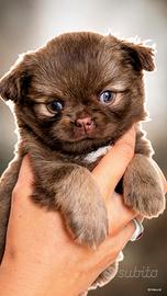 Chihuahua a pelo lungo con pedigree