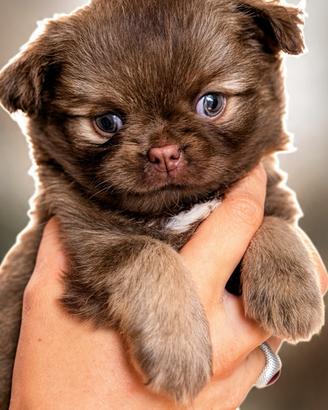 Chihuahua a pelo lungo con pedigree