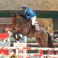 Cavallo 7 anni