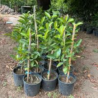 piante da siepi viburno lucido, foglia lauroceraso