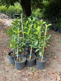 piante da siepi viburno lucido, foglia lauroceraso