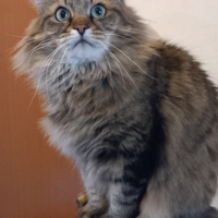 Maschio castrato gatto siberiano