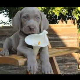 Cuccioli con pedigree weimaraner