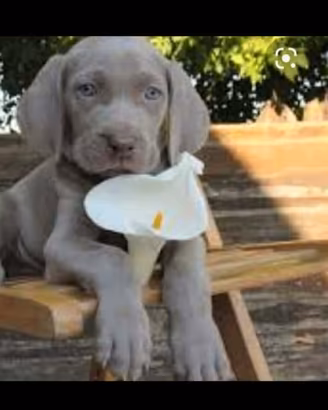 Cuccioli con pedigree weimaraner