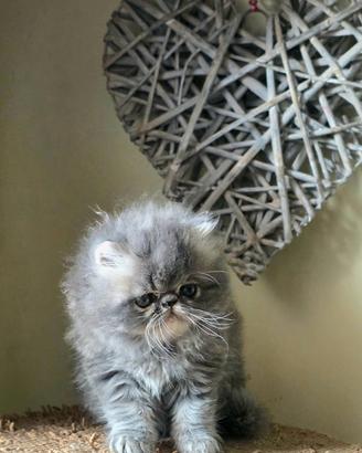 ? Gattini Persiani ipertipici disponibili ?