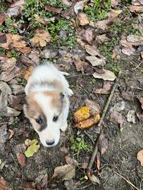 Cucciolo border collie