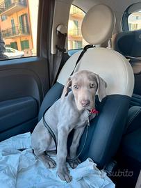 Cucciolo Weimaraner