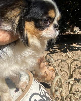 Meraviglioso Chihuahua adulto con pedigree Enci