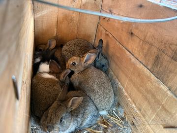Conigli giganti 1 mese