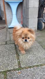 Enea chihuahua a pelo lungo